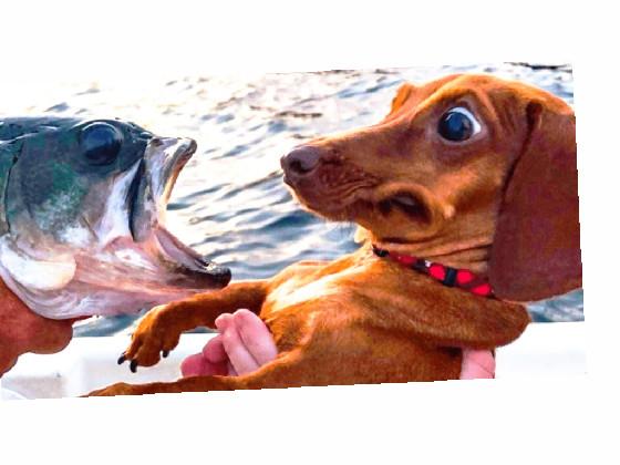 Dog vs fish  1