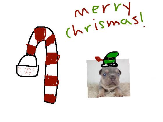 Christmas puppy 1