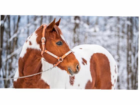 A CUTE HORSE🐴