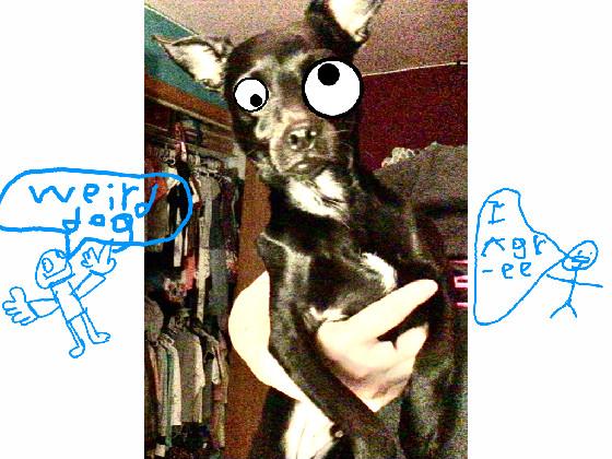 my dogy googley eyes 1 1