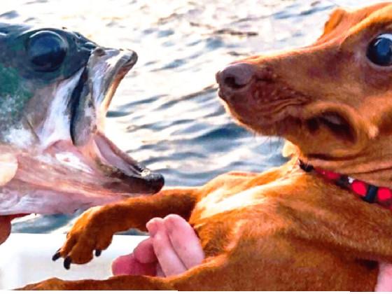 Dog vs fish  1 1