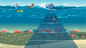 Ocean Ecological Pyramid