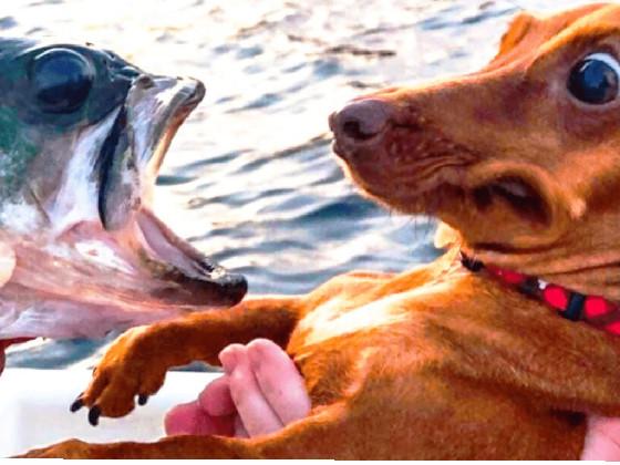 Dog vs fish  1 1 1