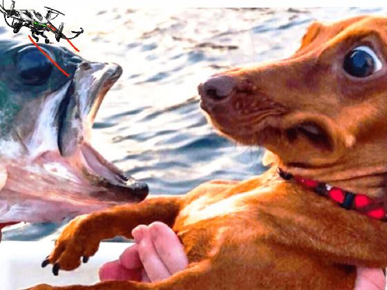 Dog vs fish  1 1 1