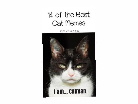 cat memes