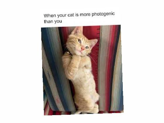 cat memes