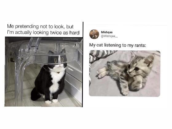 cat memes