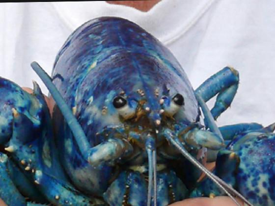 BLUE LOBSTER!!!