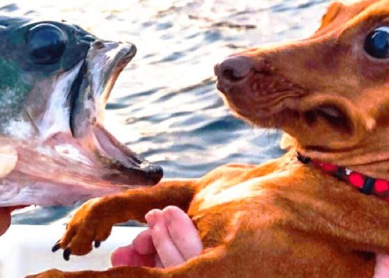 Dog vs fish  1 1 1