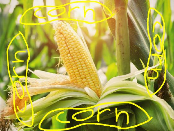 It’s corn