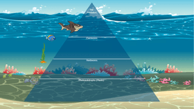 Ocean Ecological Pyramid