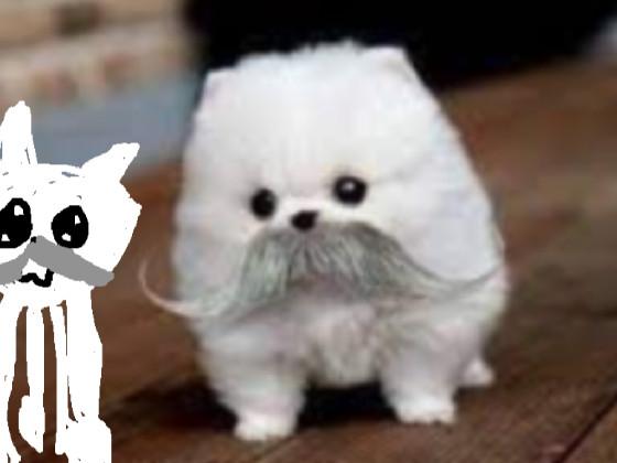  mustache puppy and cat