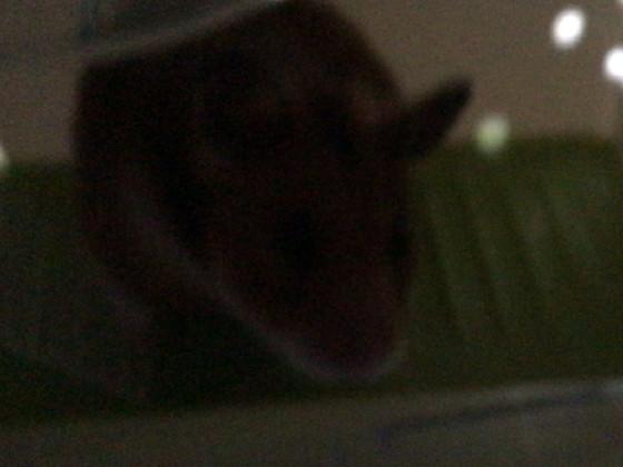  hampster 3