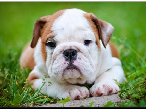 cutie lil bulldog!