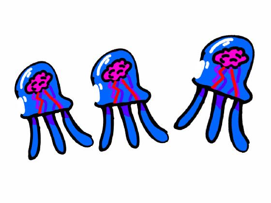 immortal jellyfish