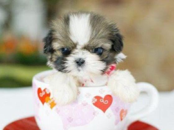 super cute puppy!