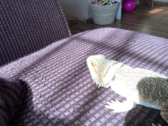 my pet bearded dragon