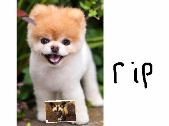 rip my dog die😭😭😭😭😭😭😭😭😭 2