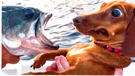 Dog vs fish  1 1