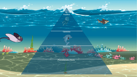 Ocean Ecological Pyramid