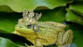 king frog