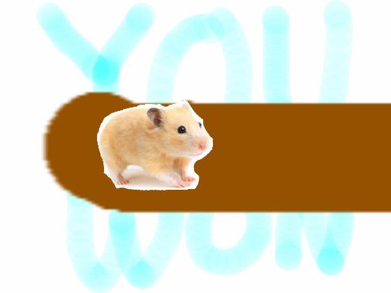 hamster run