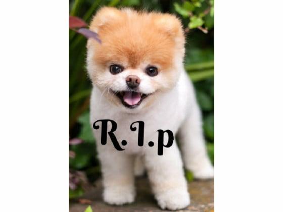 rip my dog die😭😭😭🥺