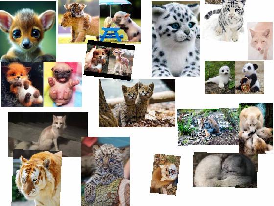 exotic cute baby animals 1