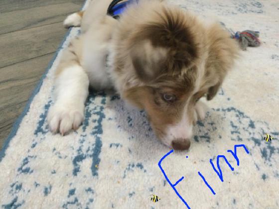 FINNY