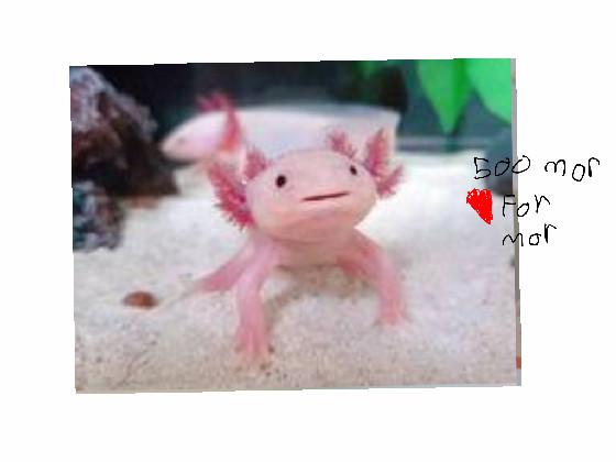 axolotl