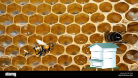 bee