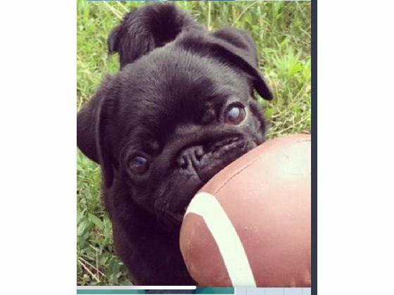 football pug