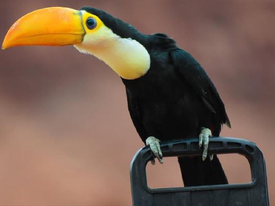 tucan