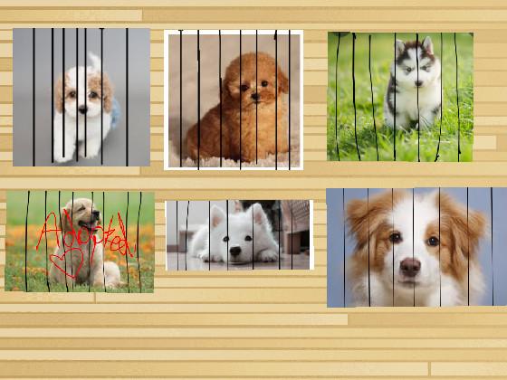 dogs for adoption  1