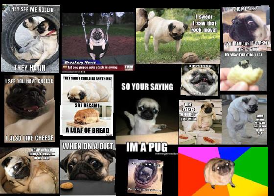 Pug memes funny 4