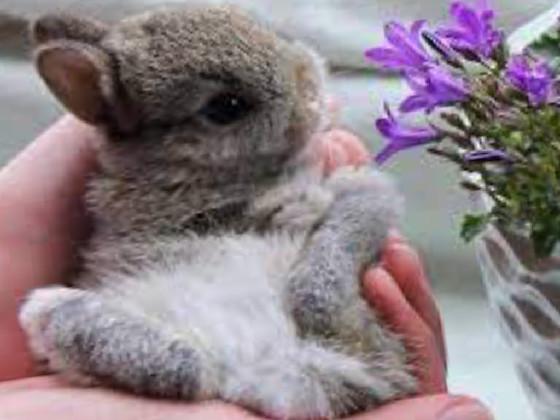 Bunnies are so really cute