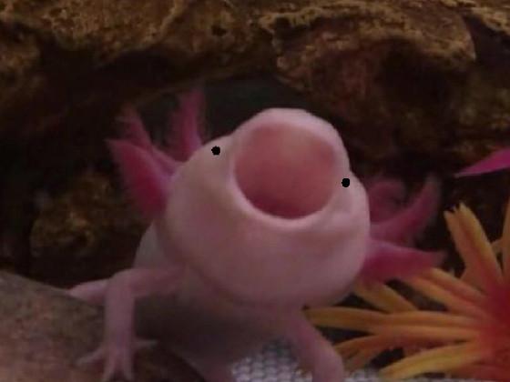 SCREAMING AXOLOTL!