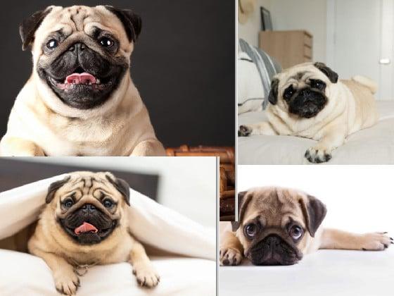 cute pugs