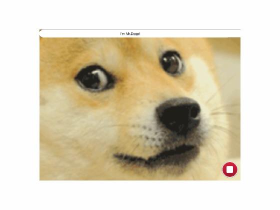 what the doge doing