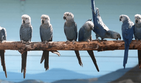 The Spix macaw Game!