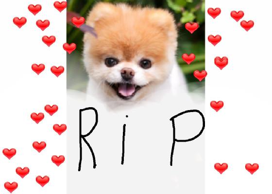 RIP PUPPY