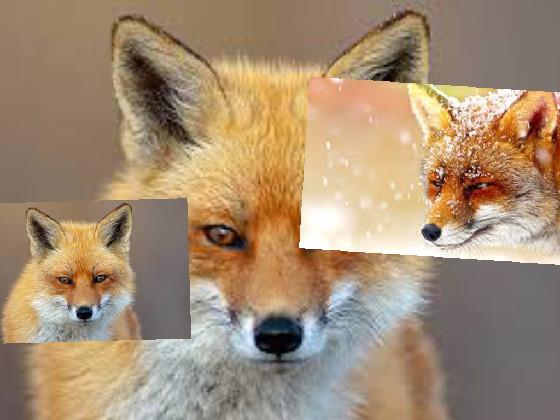 foxes