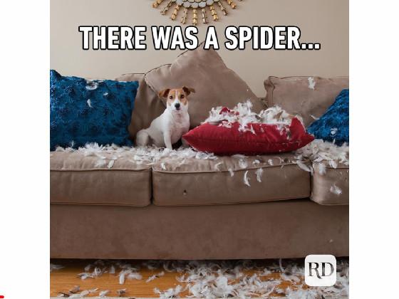 there was a spider