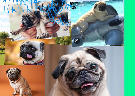 pug clicker 1