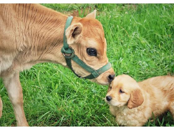 FARM DOG! 🐐🐕‍🦺