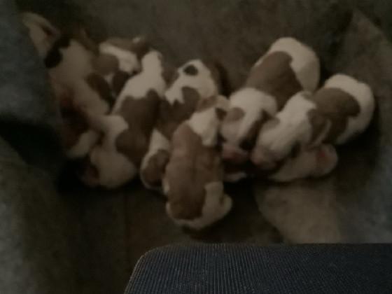 baby bull dogs