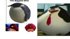 who is the biggest bird:)?