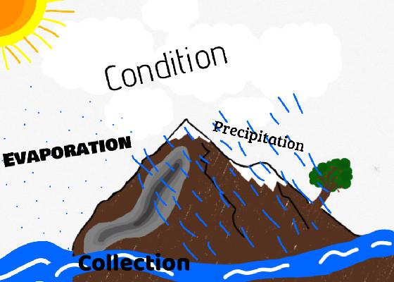 The Water Cycle 