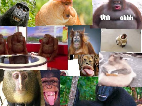 monkey pictures 