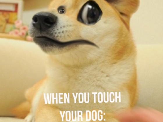 dog meme